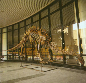 * 圖說：天府峨嵋龍 Omeisaurus tianfuensis* 作者：李慶蘭拍攝* 智財權：國立自然科學博物館