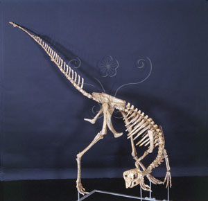 * 圖說：嗜角竊蛋龍 Oviraptor philoceratops* 作者：李慶蘭拍攝* 智財權：國立自然科學博物館