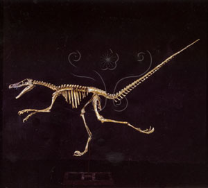 * 圖說：蒙古疾走龍Velociraptor mongoliensis* 作者：李慶蘭拍攝* 智財權：國立自然科學博物館