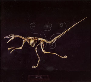 * 圖說：蒙古疾走龍Velociraptor mongoliensis~F003545標本照* 作者：張光羽拍攝* 智財權：國立自然科學博物館