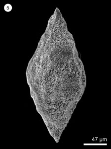 * <i>Archaeodictyomitra lacrimula</i> (Foreman)* 智財權：國立自然科學博物館
