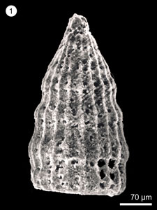 * <i>Archaeodictyomitra tumandae</i> Dumitrica* 智財權：國立自然科學博物館