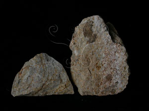 * 長英斑岩標本照片* 智財權：國立自然科學博物館