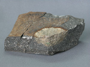 * 兩輝安山岩標本照片* 智財權：國立自然科學博物館