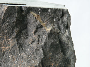 * 圖說：鹼性玄武岩標本圖* 智財權：國立自然科學博物館