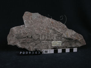* 圖說：火山角礫岩* 智財權：國立自然科學博物館