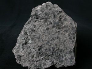 * 碎屑角礫岩標本照片* 智財權：國立自然科學博物館