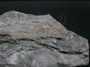 * 圖說：片岩標本照片* 智財權：國立自然科學博物館