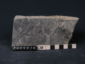 * 圖說：石墨片岩ˋ綠泥石片岩標本照片* 智財權：國立自然科學博物館