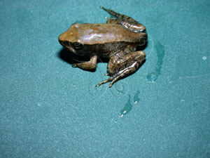 * 圖說：梭德氏赤蛙生態照片