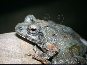 * 圖說：日本樹蛙生態照片* 作者：周文豪拍攝* 智財權：周文豪