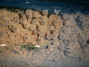 * 圖說：日本樹蛙卵的生態照片* 作者：周文豪拍攝* 智財權：周文豪