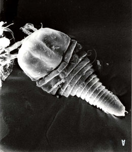 * 圖說：Neopropilus jatrophus Huang, 1992 