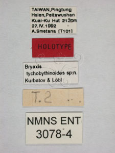 * Bryaxis tychobythinoides Lobl and Kurbatov, 1996