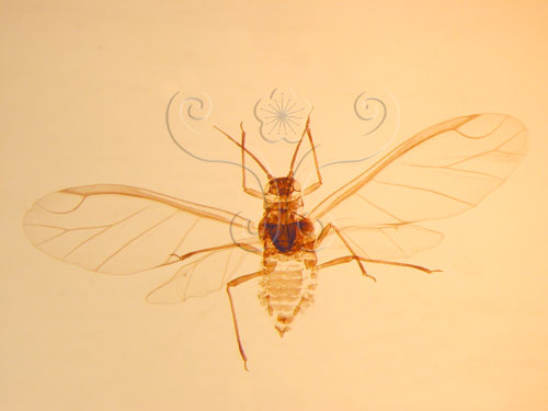 楤木雙尾蚜(1937-168)圖示