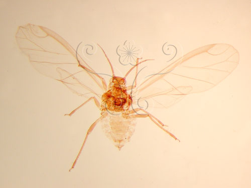 楤木雙尾蚜(1608-336)圖示
