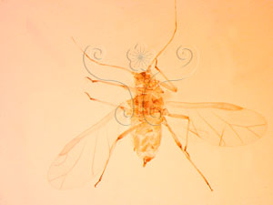 * Hyalopterus pruni (Geoffroy, 1762)* 智財權：國立自然科學博物館