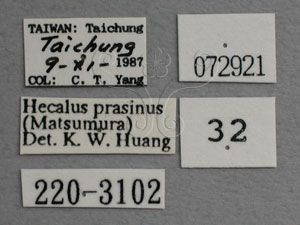 * Hecalus prasinus (Matsumura, 1905)* 作者：翁如儀拍攝