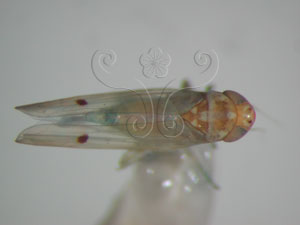 * Amrasca biguttula biguttula (Ishida, 1913)