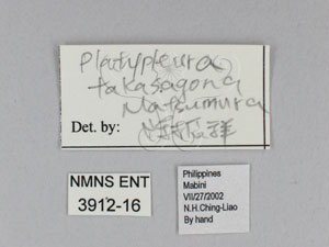 * 圖說：標籤* 標籤* 作者：Wang, F. C.拍攝,王妃蟬拍攝* 智財權：國立自然科學博物館