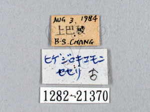 * Celaenorrhinus kurosawai Shirozu, 1960