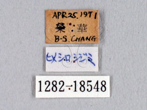 * Leucantigius atayalicus (Shirozu & Murayama, 1943)