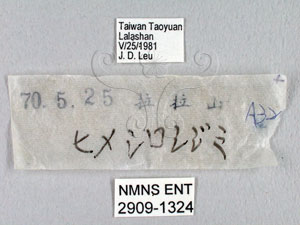 * Leucantigius atayalicus (Shirozu & Murayama, 1943)