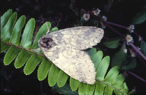 * Pseudofentonia (Mimus) nigrofasciata (Wileman, 1910)