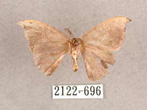 * Albara reversaria opalescens (Warren, 1897)