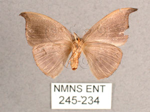 * Albara reversaria opalescens (Warren, 1897)
