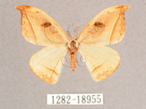 * Callidrepana patrana (Moore, 1866)