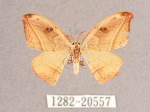 * Callidrepana patrana (Moore, 1866)