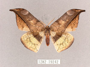 * Canucha miranda formosicola Matsumura, 1931