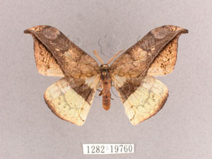 * Canucha miranda formosicola Matsumura, 1931