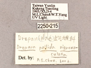 * Drepana pallida nigromaculata Okano, 1959