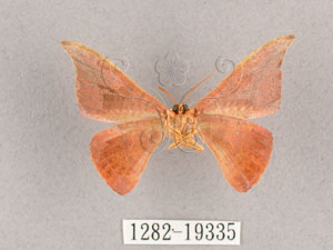 * Hypsomadius insignis Butler, 1877