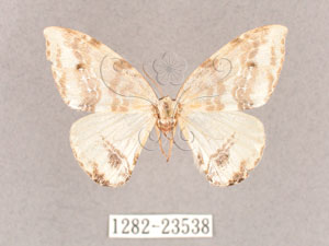 * Macrocilix taiwana Wileman, 1911* 智財權：國立自然科學博物館
