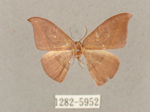 * Microblepsis violacea (Butler, 1889)