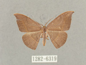 * Microblepsis violacea (Butler, 1889)