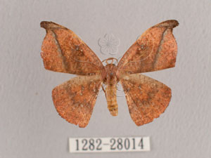 * Oreta griseotincta Hampson, [1893]* 智財權：國立自然科學博物館