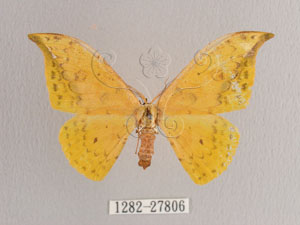 * Tridrepana flava (Moore, 1879)* 智財權：國立自然科學博物館