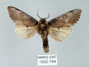 * Norracoides basinotata (Wileman, 1910)* 智財權：國立自然科學博物館