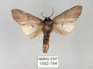 * Norracoides basinotata (Wileman, 1910)* 智財權：國立自然科學博物館