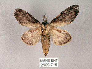 * Quadricalcarifera umbrosa Matsumura, 1927