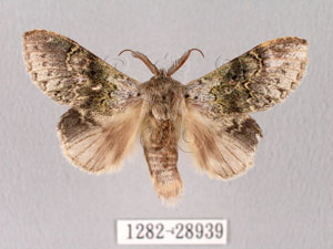 * Stauropus sikkimensis lushanus Okano, 1960