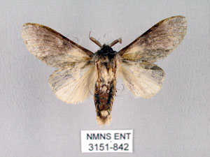 * Stauropus sikkimensis lushanus Okano, 1960