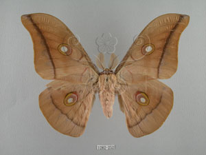 * 圖說：Antheraea pernyi (Guerin-Meneville, 1855)_背面* 智財權：國立自然科學博物館