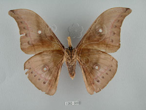* Antheraea pernyi (Guerin-Meneville, 1855)