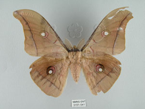 * Antheraea pernyi (Guerin-Meneville, 1855)