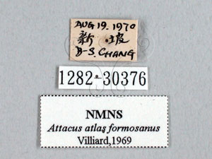 * Attacus atlas formosanus Villiard, 1969